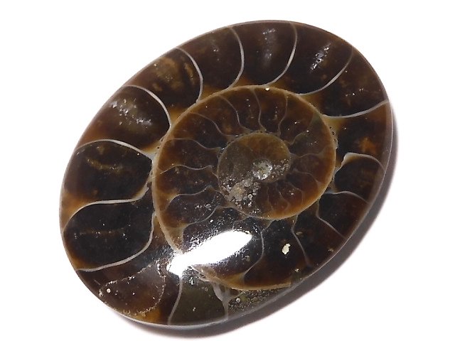 [Video][One of a kind] Ammonite Loose stone 1pc NO.144