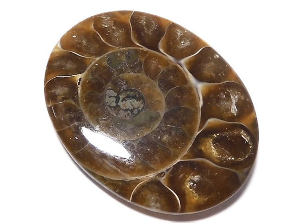 [Video][One of a kind] Ammonite Loose stone 1pc NO.147