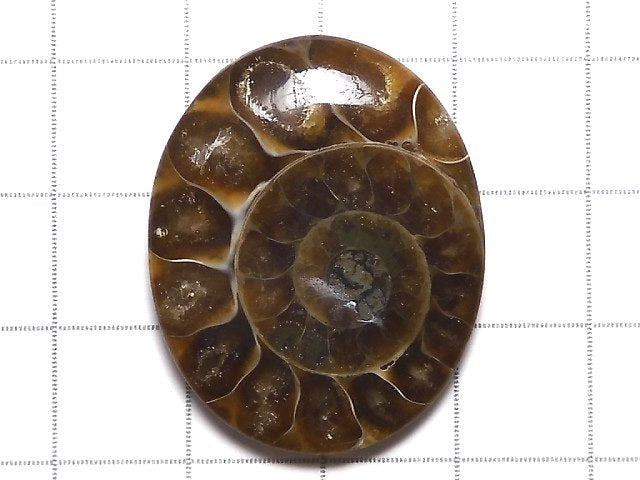 [Video][One of a kind] Ammonite Loose stone 1pc NO.147