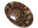 [Video][One of a kind] Ammonite Loose stone 1pc NO.148