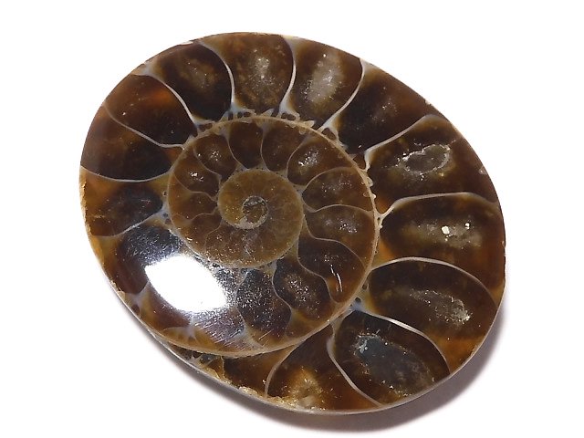 [Video][One of a kind] Ammonite Loose stone 1pc NO.150