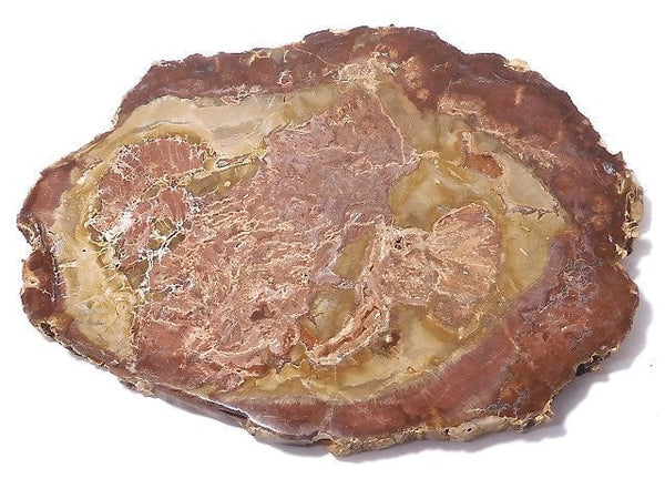 [Video][One of a kind] Petrified Wood Raw Slice NO.5