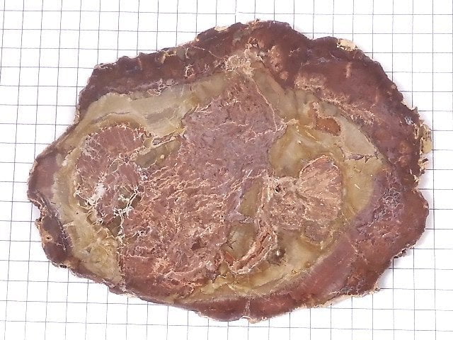 [Video][One of a kind] Petrified Wood Raw Slice NO.5