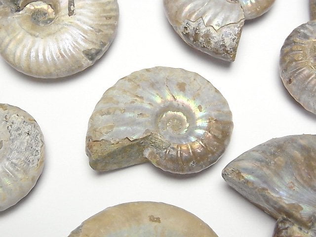 [Video] Madagascar Ammonite 2pcs