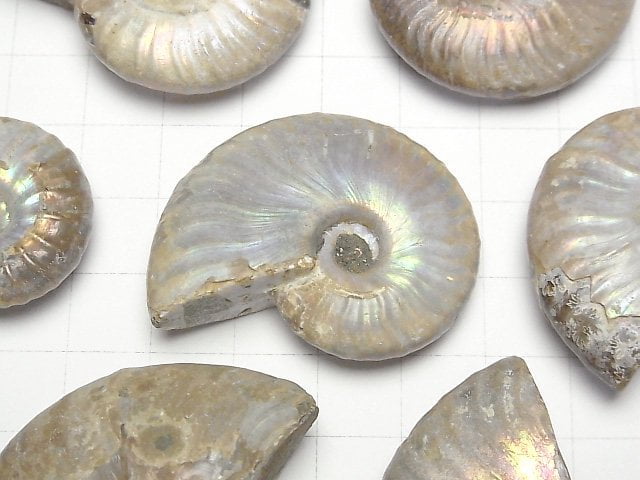 [Video] Madagascar Ammonite 2pcs