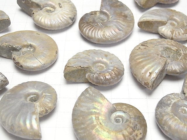 [Video] Madagascar Ammonite 2pcs