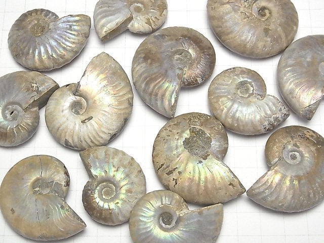 [Video] Madagascar Ammonite 2pcs