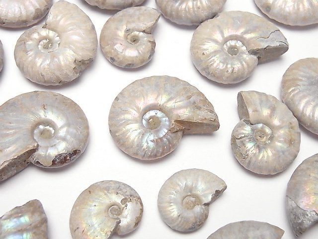 [Video] Madagascar Ammonite 5pcs