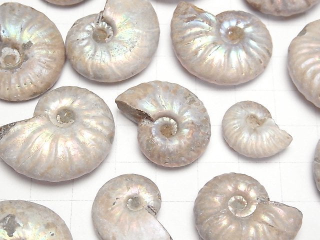 [Video] Madagascar Ammonite 5pcs