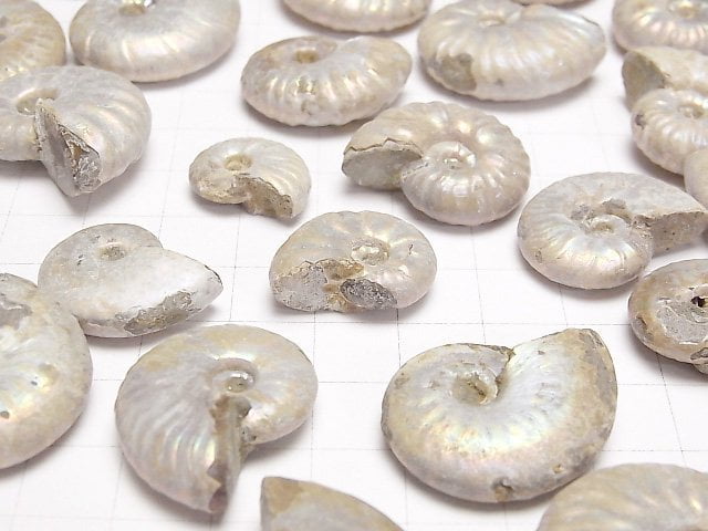 [Video] Madagascar Ammonite 5pcs