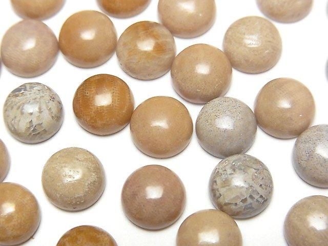 [Video]Fossil Coral Round Cabochon 8x8mm 5pcs