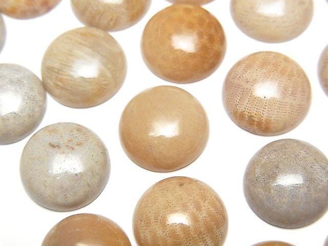 [Video]Fossil Coral Round Cabochon 12x12mm 4pcs