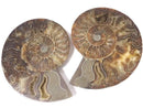 [Video][One of a kind] Madagascar Ammonite 2pcs (pair) NO.1