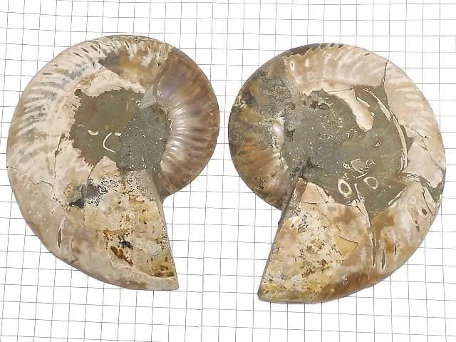 [Video][One of a kind] Madagascar Ammonite 2pcs (pair) NO.1