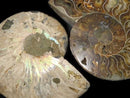 [Video][One of a kind] Madagascar Ammonite 2pcs (pair) NO.3