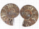 [Video][One of a kind] Madagascar Ammonite 2pcs (pair) NO.3