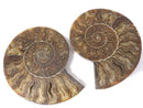 [Video][One of a kind] Madagascar Ammonite 2pcs (pair) NO.4