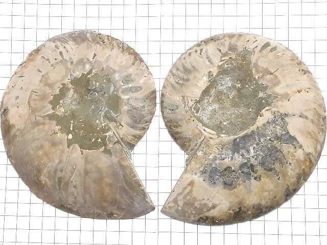 [Video][One of a kind] Madagascar Ammonite 2pcs (pair) NO.4