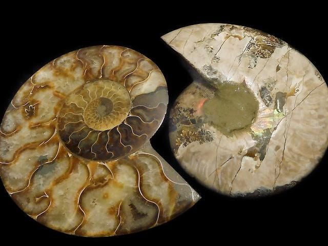 [Video][One of a kind] Madagascar Ammonite 2pcs (pair) NO.6