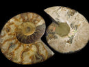 [Video][One of a kind] Madagascar Ammonite 2pcs (pair) NO.6