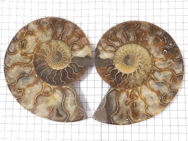 [Video][One of a kind] Madagascar Ammonite 2pcs (pair) NO.6