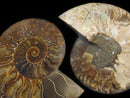 [Video][One of a kind] Madagascar Ammonite 2pcs (pair) NO.7
