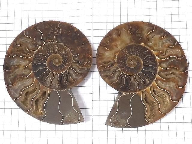 [Video][One of a kind] Madagascar Ammonite 2pcs (pair) NO.7