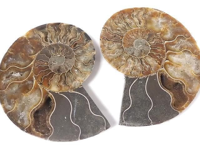 [Video][One of a kind] Madagascar Ammonite 2pcs (pair) NO.8