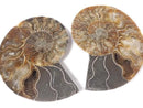[Video][One of a kind] Madagascar Ammonite 2pcs (pair) NO.8