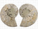 [Video][One of a kind] Madagascar Ammonite 2pcs (pair) NO.8