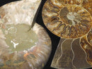 [Video][One of a kind] Madagascar Ammonite 2pcs (pair) NO.9