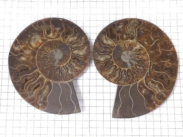 [Video][One of a kind] Madagascar Ammonite 2pcs (pair) NO.9