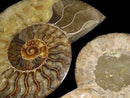 [Video][One of a kind] Madagascar Ammonite 2pcs (pair) NO.10
