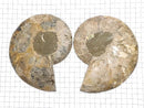 [Video][One of a kind] Madagascar Ammonite 2pcs (pair) NO.10