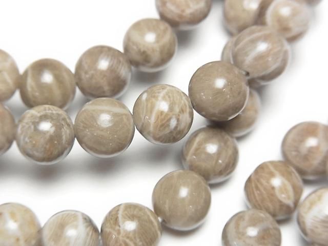 [Video]Fossil Coral Round 8mm Bracelet