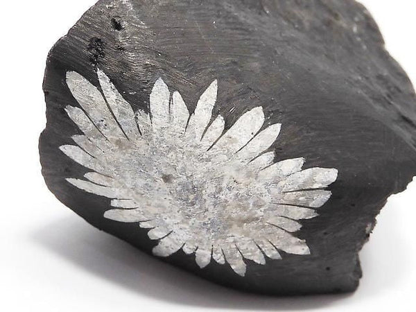 [Video][One of a kind] Chrysanthemum Stone Raw Stone 1pc NO.21
