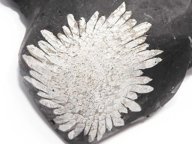 [Video][One of a kind] Chrysanthemum Stone Raw Stone 1pc NO.22