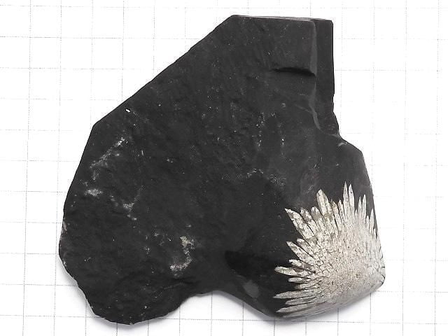 [Video][One of a kind] Chrysanthemum Stone Raw Stone 1pc NO.22