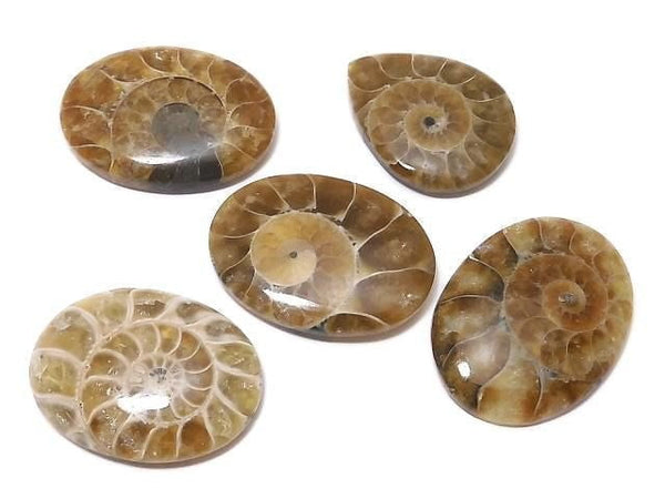 [Video][One of a kind] Ammonite Loose stone 5pcs set NO.171