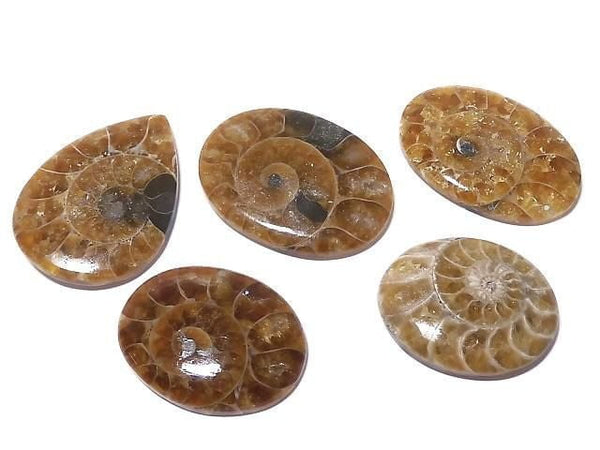 [Video][One of a kind] Ammonite Loose stone 5pcs set NO.172