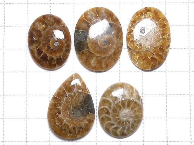 [Video][One of a kind] Ammonite Loose stone 5pcs set NO.172