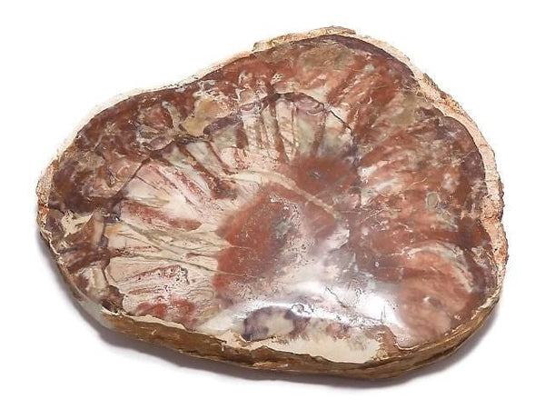 [Video][One of a kind] Petrified Wood Raw Slice NO.7