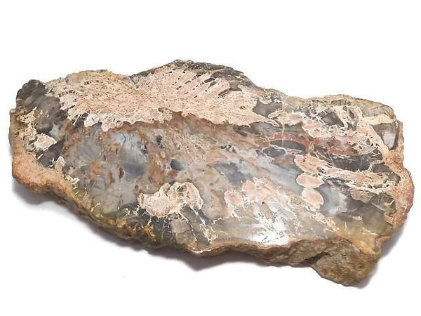 [Video][One of a kind] Petrified Wood Raw Slice NO.9