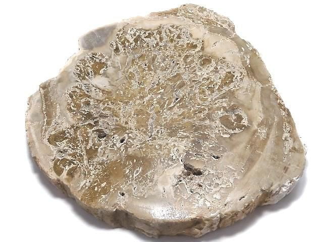 [Video][One of a kind] Petrified Wood Raw Slice NO.11