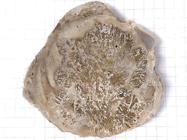 [Video][One of a kind] Petrified Wood Raw Slice NO.11