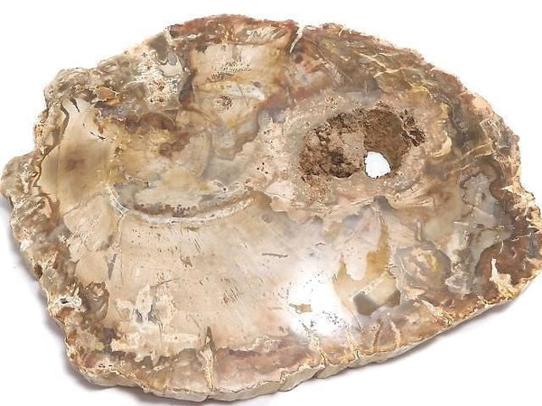 [Video][One of a kind] Petrified Wood Raw Slice NO.12