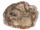 [Video][One of a kind] Petrified Wood Raw Slice NO.12