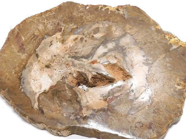 [Video][One of a kind] Petrified Wood Raw Slice NO.18