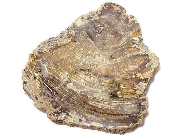 [Video][One of a kind] Petrified Wood Raw Slice NO.19