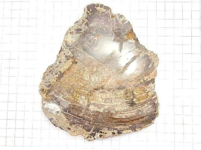 [Video][One of a kind] Petrified Wood Raw Slice NO.19